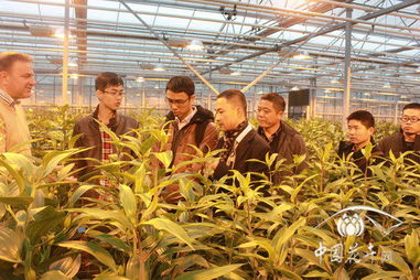 荷蘭皇家范贊滕公司嚴格把控出口百合質量關