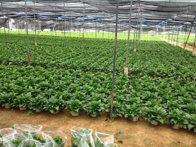 廣州市綠意園藝花木_產品圖片