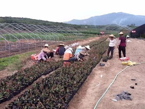 回顧2017年,苗木人最應(yīng)該感謝的是自己
