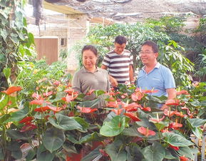 家庭園藝植物大棚基地