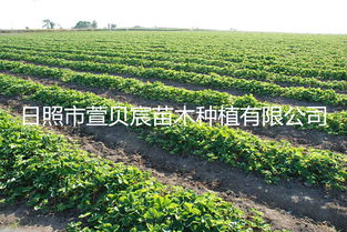 湖南草莓苗,湖南草莓育苗基地,草莓苗批發(fā)