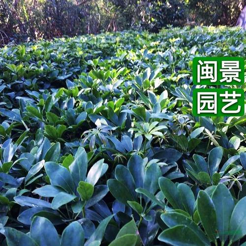 鴨腳木 鵝掌柴 高30 福建漳州閩景園藝場價格_供應_圖片_漳浦縣官潯鎮