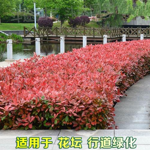 斗途園藝 紅葉石楠樹苗紅葉石楠球紅羅賓苗彩色綠籬庭院工程綠化苗四