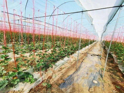 寧 心聚力,寧夏設(shè)施園藝走出特色路線