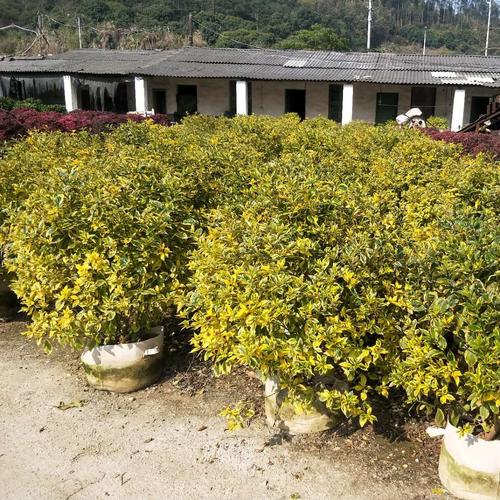 好客園藝 金邊假連翹球專業種植與銷售