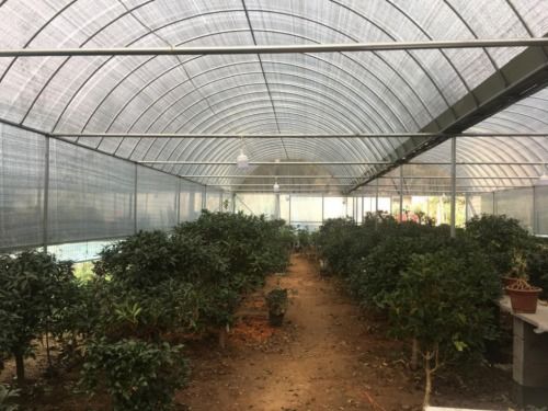 專業(yè)為主 創(chuàng)新為輔 四季蕊綠植園藝收獲萬眾矚目