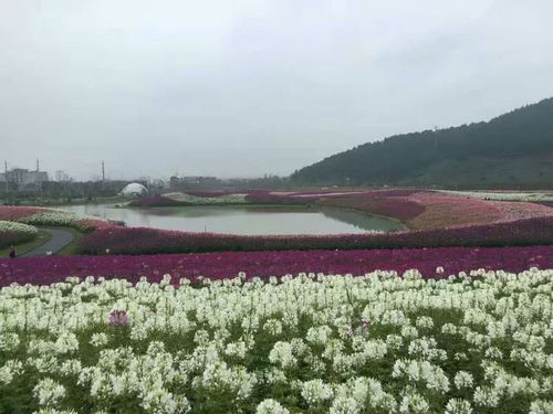 十一花海種什么 10余種花卉助你引爆客流 強(qiáng)烈推薦