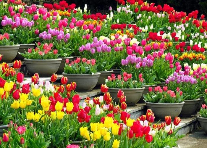[分享]園藝 | 球根花卉種植搭配攻略