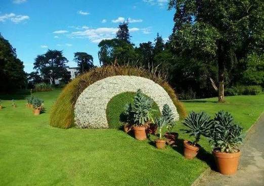 花卉種植 園藝產品種植 洛陽登貝苗木種植有限公司