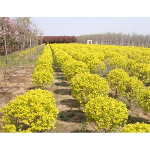 邢臺國槐價格國槐報價_喬木_園林植物_寵物園藝_產品