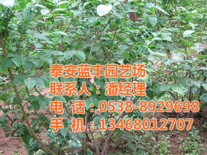 泰安藍豐園藝場 圖 ,金華藍莓苗,藍莓苗