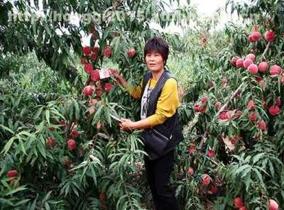 【映霜紅桃苗種植基地】青州市三八紅旗園藝場