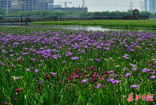 水生態(tài)修復(fù),湖面變花海
