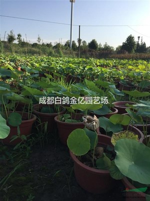 再力花 荷花 花葉蘆竹 細葉芒基地_種植廠家_產地報價單_成都白鴿金億園藝場