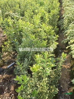杭州蕭山浩潔園藝場