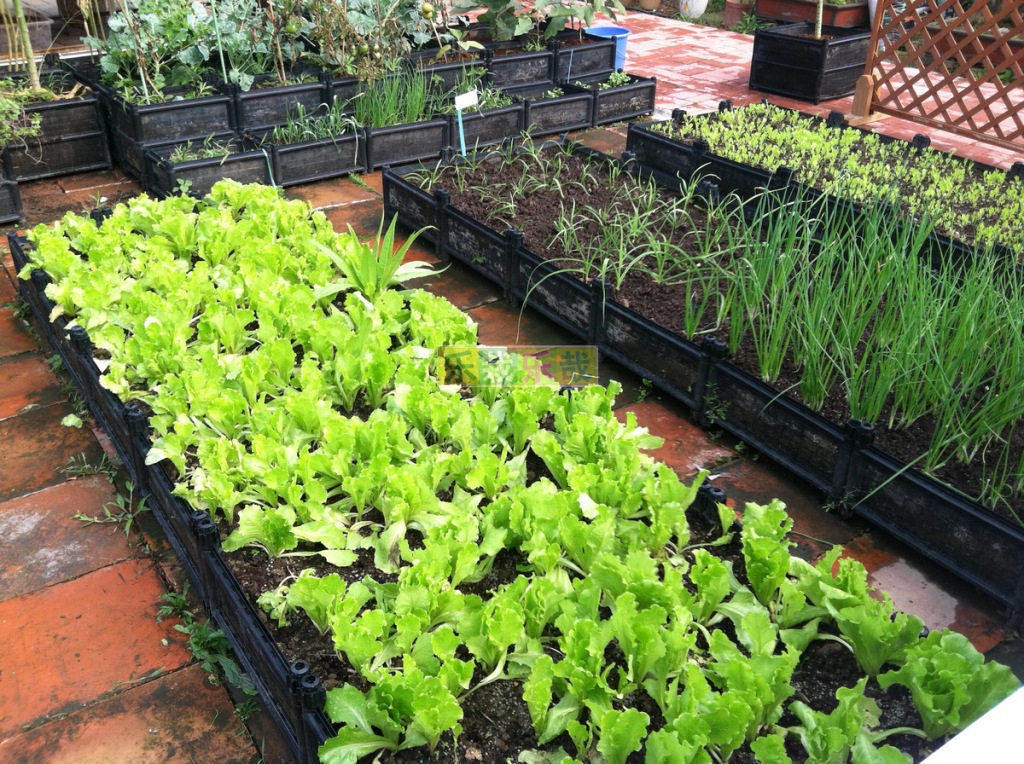 工廠直銷樂栽樂哉150*300種植箱/企業單位學校工廠屋頂菜園種菜盆 - 工廠直銷樂栽樂哉150*300種植箱/企業單位學校工廠屋頂菜園種菜盆廠家 - 工廠直銷樂栽樂哉150*300種植箱/企業單位學校工廠屋頂菜園種菜盆價格 - 廣州樂栽樂哉園藝產品種植科技 - 