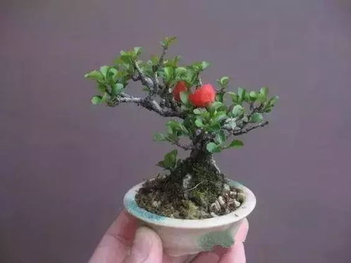 迷你盆景,讓盆景從 大叔 變成小清新