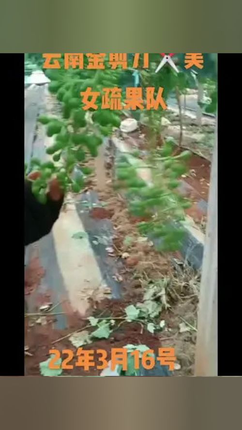 心系三農服務三農 產品追溯系統 三農種植 種植基地 服務三農支持三農 陽光玫瑰葡萄