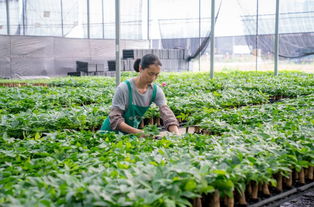 里水千畝田園百花盛放,百萬游客打卡,千戶農民增收
