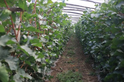 萊西農甜合作社:綠色種植是我們的底氣