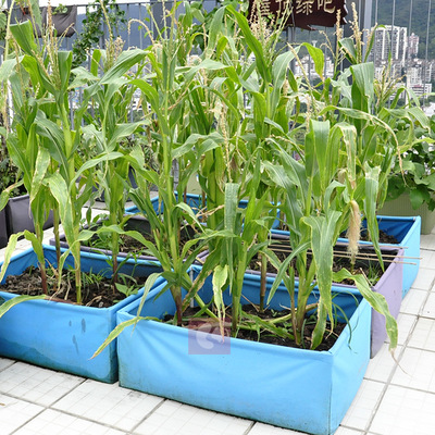 供應種植袋、園藝綠化產品環保牢因耐用美植袋