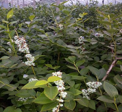 【山東泰安出售優質藍莓苗 適合南北方藍莓苗種植 量大優惠 包成】價格_廠家_圖片 -