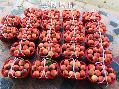 金華果友果苗產品穩定 浙江水果苗木批發價格 浙江水果苗木