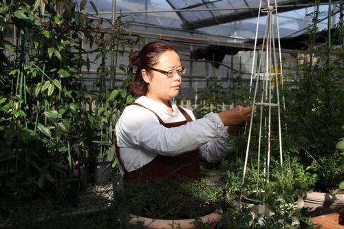 牛 鳳凰這位 巾幗新農人 把花 種 上央視