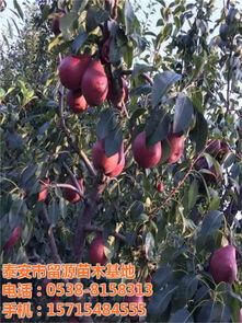 云南梨樹苗價格 梨樹苗價格 梨樹苗種植基地