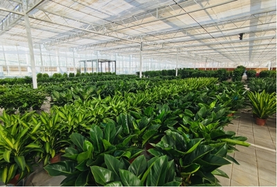 賞花看魚,濟南市民休閑娛樂好去處!山東首家大型花園中心落地濟南