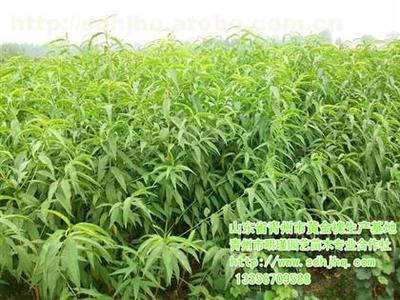 【青霜蜜桃種植】,價格,廠家,圖片,供應商,花木、果木種苗,青州市明瑾園藝苗木專業合作社 - 產品庫 - 阿土伯交易網