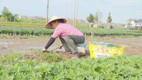 江陵大力發展 花經濟 400種鮮花為國慶節日添彩