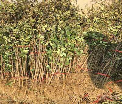 【浙江花椒芽苗種植園供貨成活率高】泰安高新區北集坡誠萱園藝場 - 產品庫