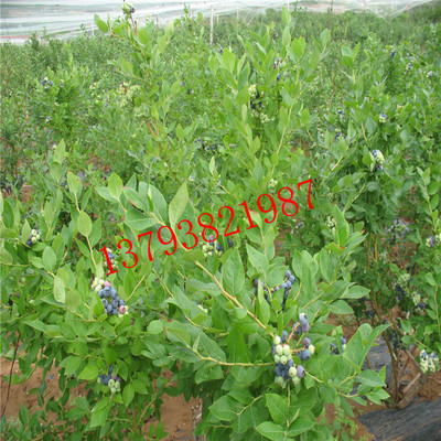 新品種藍莓苗推薦綠寶石藍莓苗薄霧藍莓苗珠寶藍莓苗浙江品牌網|杭州品牌網|溫州品牌網|寧波品牌網|品牌推廣|品牌策劃