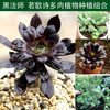 【津沽園藝 多肉植物組合裝 超值優惠組合 防輻射凈化空氣 黑法師2棵 若歌詩2棵 均不含盆和立泰悅達 家庭種植一站式 園藝產品工具 花盆 營養土噴壺種花種菜盆栽綠色室內植物必備 長方形種植盆哪個好】立泰悅達 家庭種植一站式 園藝產品工具 花盆 營養土噴壺種花種菜盆栽綠色室內植物必備 長方形種植盆和津沽園藝 多肉植物組合裝 超值優惠組合 防輻射凈化空氣 黑法師2棵 若歌詩2棵 均不含盆有什么區別-商品比較-