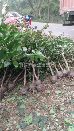 三角梅*新供應信息 三角梅供應 專業種植三角梅