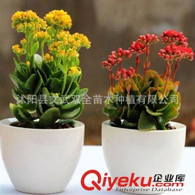 室內盆栽類 室內綠植長壽花重瓣苗 長壽花苗 長壽花盆栽 多肉植物 防輻射-沭陽縣文武雙全苗木種植提供室內盆栽類 室內綠植長壽花重瓣苗 長壽花苗 長壽花盆栽 多肉植物 防輻射的相關介紹、產品、服務、圖片、價格沭陽縣文武雙全苗木種植、盆景;種子;綠化苗;月季;園藝工具;多肉;草花種子;喬木;灌木;花盆