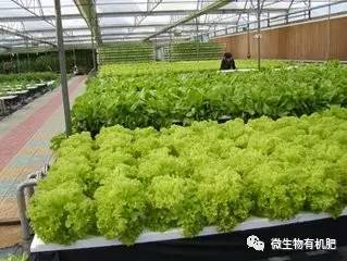 我國未來農業是這個樣子的