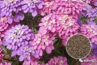 盆栽花卉種植剩下的種子,該如何保存呢