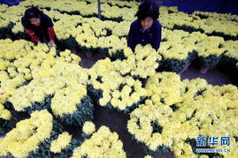 我國花卉種植面積突破90萬公頃