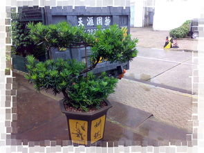 天滙園藝本著為客人堤供優質大型產品,於國內自設種植場以確保產品質素和各樣室內外植物奕設有專車為有需要客戶運送大型之植物