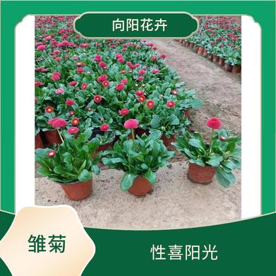 惠州矮牽牛苗基地 垂吊矮牽牛種子 基地培育 歡迎電話咨詢
