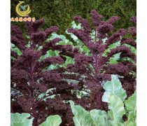 皺葉甘藍種子產品信息