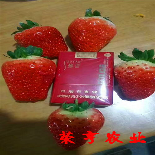 【南陽久香草莓苗技術(shù)扶持】-