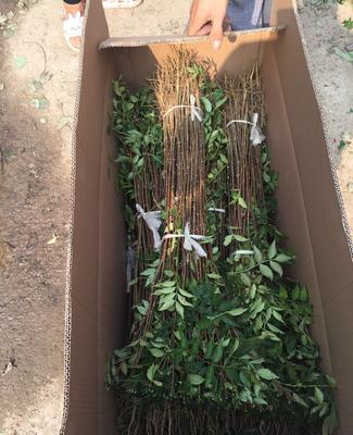 農(nóng)戶批發(fā)花椒樹 花椒苗種植技術(shù) 山東花椒樹多少錢一顆啊.