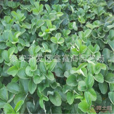 【鑫富海草莓苗自家種植章姬草莓苗豐香草莓苗法蘭地草莓苗供應(yīng)】泰安開發(fā)區(qū)鑫富海園藝場 - 產(chǎn)品庫