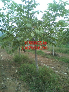 河南焦作香玲核桃苗種植基地優(yōu)惠 泰安開發(fā)區(qū)興瑞園藝場