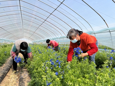 從"買浪漫"到"種希望",鮮花經(jīng)濟(jì)催生產(chǎn)業(yè)"新花樣"