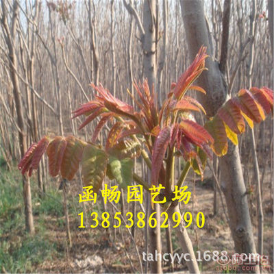 【函暢園藝場紅油香椿樹苗批發(fā)零售基地直銷矮化香椿苗適合南北方種植】泰安市岱岳區(qū)函暢園藝場 - 產(chǎn)品庫