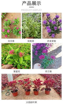 金葉佛甲草